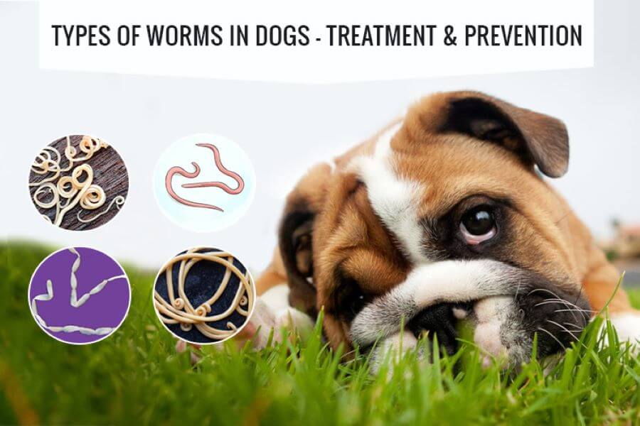 Common Dogs Intestinal Parasites