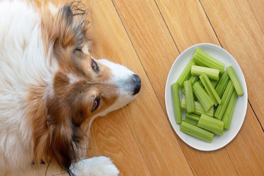 Can Dogs Eat Celery? uncovering Dogs Diet