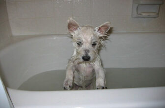 How Often Should You Bathe Your Dog