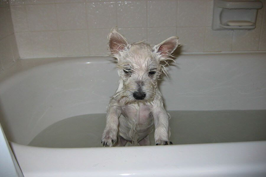 How Often Should You Bathe Your Dog