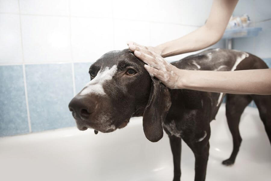 How to Clean Dogs Ears