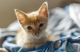 How to Keep Your Kitten Safe