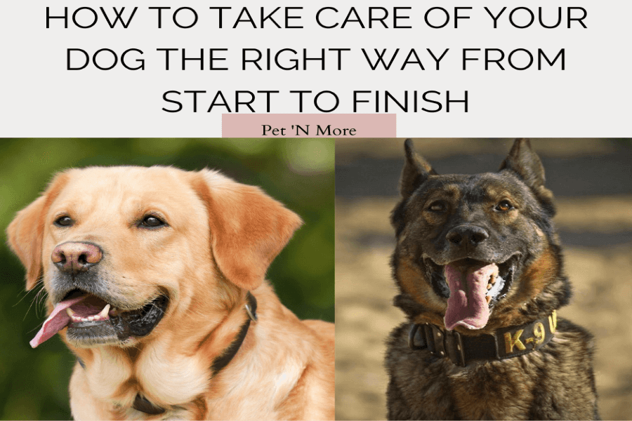 How to Take Care of Your Dog the Right Way from Start to Finish