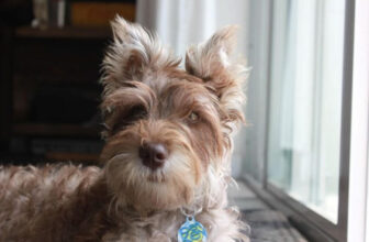 dog photo of a dog for post can dogs catch cold