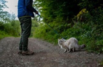 The Surprising Benefits of Leash Walking Your Cat