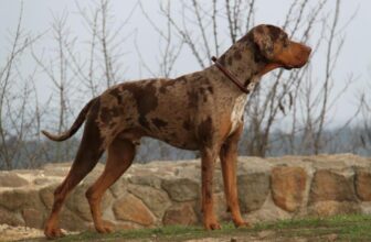 Catahoula Leopard Dog