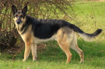 German Shepherd care