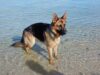 History of the German Shepherd