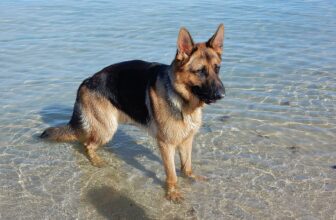 History of the German Shepherd