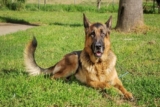 Everything You Need to Know About the Belgian Malinois