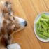 Can Dogs Eat Broccoli? Uncovering Your Dogs Diet