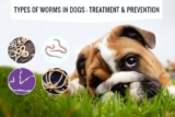Best Guide to Common Dogs Intestinal Parasites