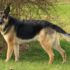 The Personality of the German Shepherd