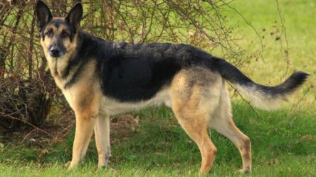 The Care of the German Shepherd