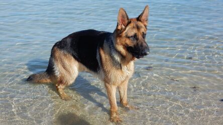 The History of the German Shepherd