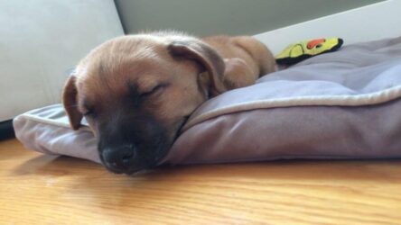 How Much Should A Dog Sleep