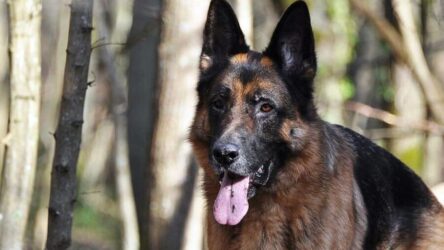 The Personality of the German Shepherd
